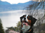 Woofy: Garderie and Pension-Hôtel pour Chien thumb 9